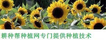 魚缸出綠苔對魚有什么好的影響(魚缸里面長綠苔對魚有影響嗎) 魚缸出綠苔對魚有什么好的影響(魚缸里面長綠苔對魚有影響嗎) 虎魚百科 第2張