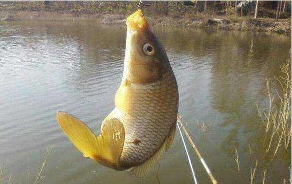 老虎魚價格多少一斤(10大名貴海魚價格表) 老虎魚價格多少一斤(10大名貴海魚價格表) 虎魚百科 第2張