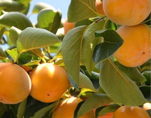 銀龍魚的牙齒有毒嗎能吃嗎(銀魚有毒嗎?)