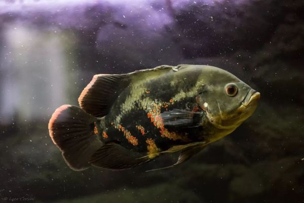 玻璃膠粘的魚缸幾天能用水：使用玻璃膠粘接魚缸后需要考慮到幾個關鍵因素 玻璃膠粘的魚缸幾天能用水：使用玻璃膠粘接魚缸后需要考慮到幾個關鍵因素 魚缸百科 第2張