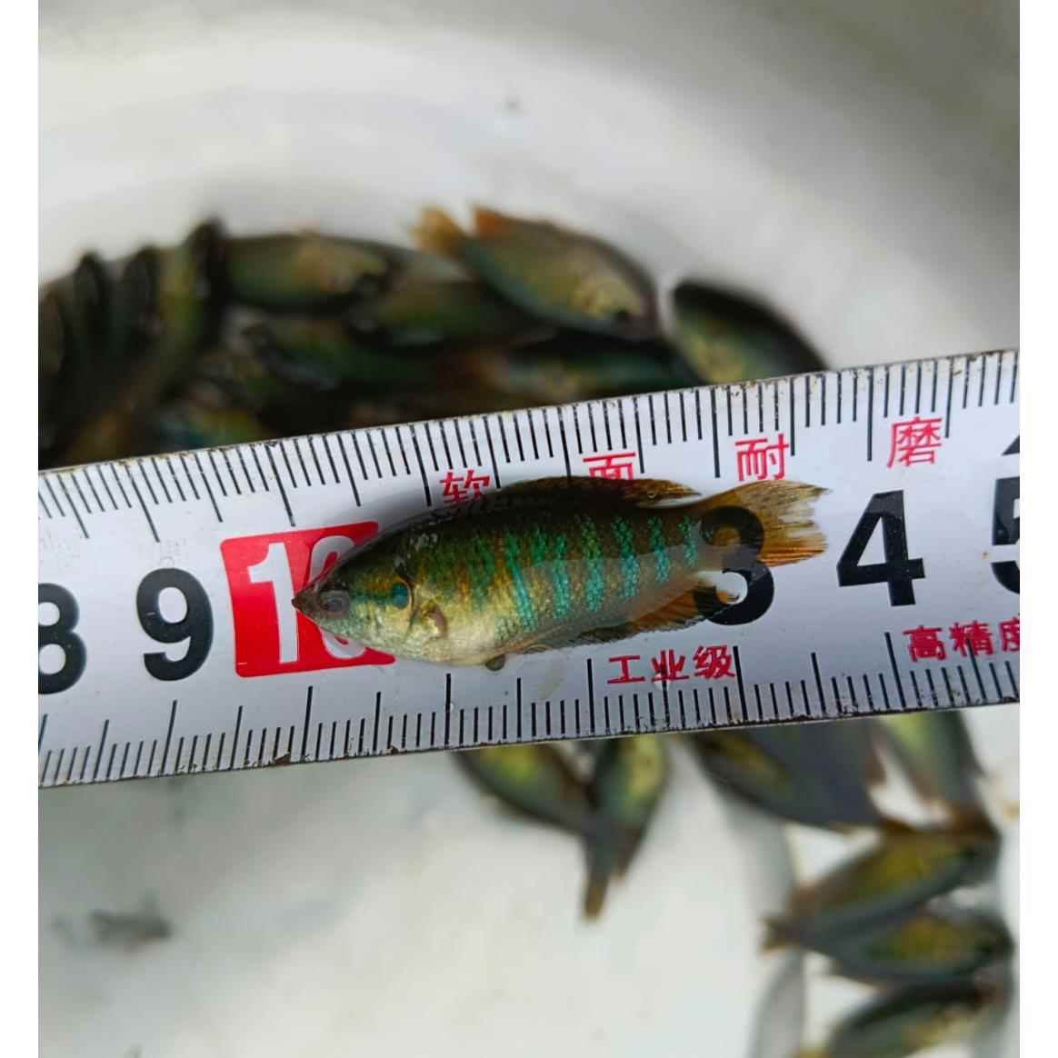 鷹潭水族館虎魚蒙眼求救