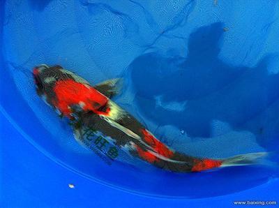 魚缸里養豬鼻龜好不好呀(魚缸里養豬鼻龜好不好呀視頻) 魚缸里養豬鼻龜好不好呀(魚缸里養豬鼻龜好不好呀視頻) 豬鼻龜百科 第1張