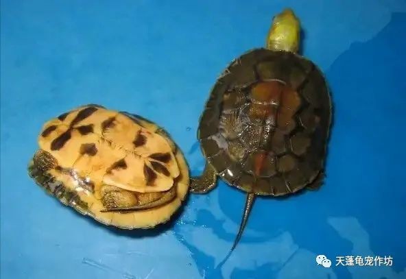什么烏龜最貴，《什么烏龜最貴》全球最昂貴的烏龜品種價(jià)格排行榜