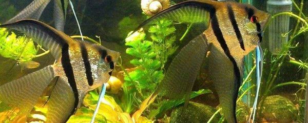 紅龍魚有什么用途和功效：紅龍魚在風水、營養、藥用和觀賞等多個方面都有其獨特的作用和價值