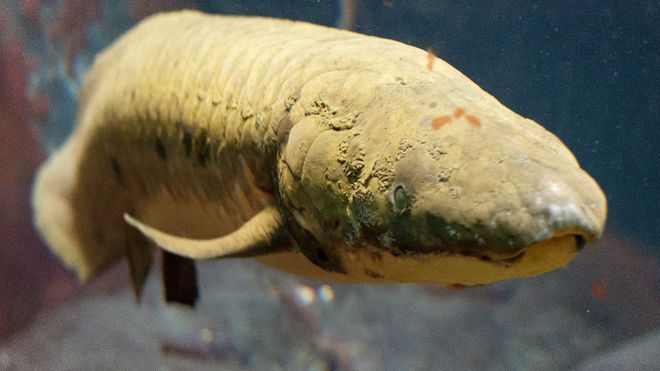 銀龍魚把嘴撞爛了怎么辦(銀龍魚嘴巴前面爛掉) 銀龍魚把嘴撞爛了怎么辦(銀龍魚嘴巴前面爛掉) 銀龍魚百科 第2張