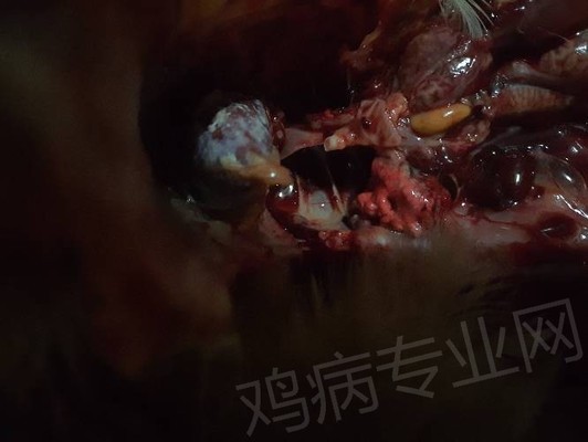 養(yǎng)銀龍魚水質怎么處理的干凈(養(yǎng)銀龍魚水質怎么處理的干凈些)