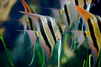 紅龍魚疾病治療費用高嗎：關于紅龍魚疾病治療費用是否高的問題