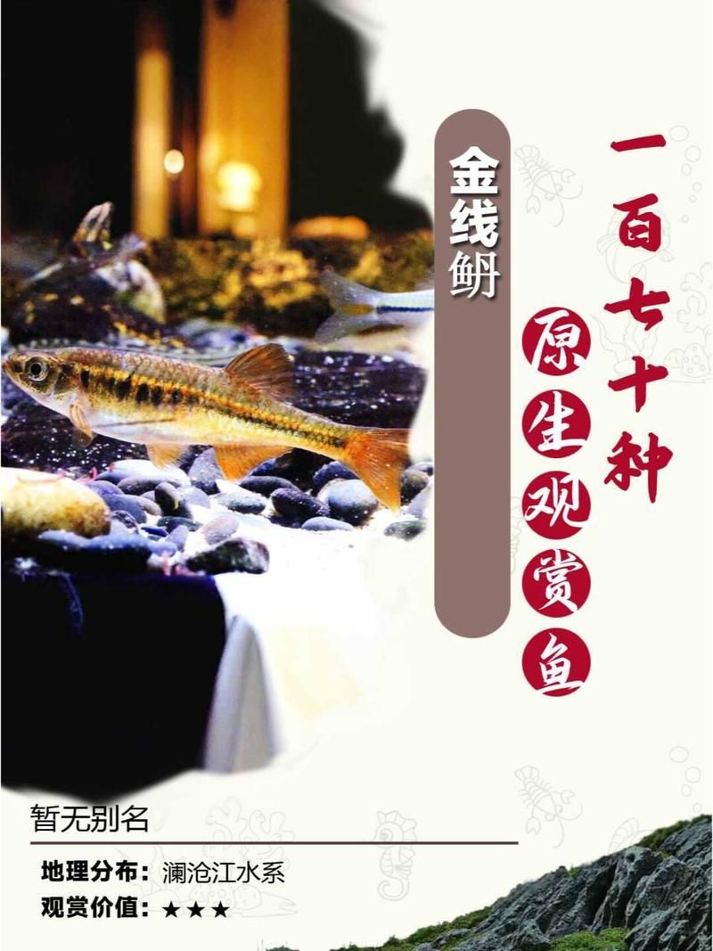 玫瑰丹魚和金線丹，170種原生觀賞魚之玫瑰丹魚 玫瑰丹魚和金線丹，170種原生觀賞魚之玫瑰丹魚 龍魚百科 第5張