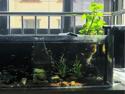 玫瑰丹魚和金線丹，170種原生觀賞魚之玫瑰丹魚 玫瑰丹魚和金線丹，170種原生觀賞魚之玫瑰丹魚 龍魚百科 第9張