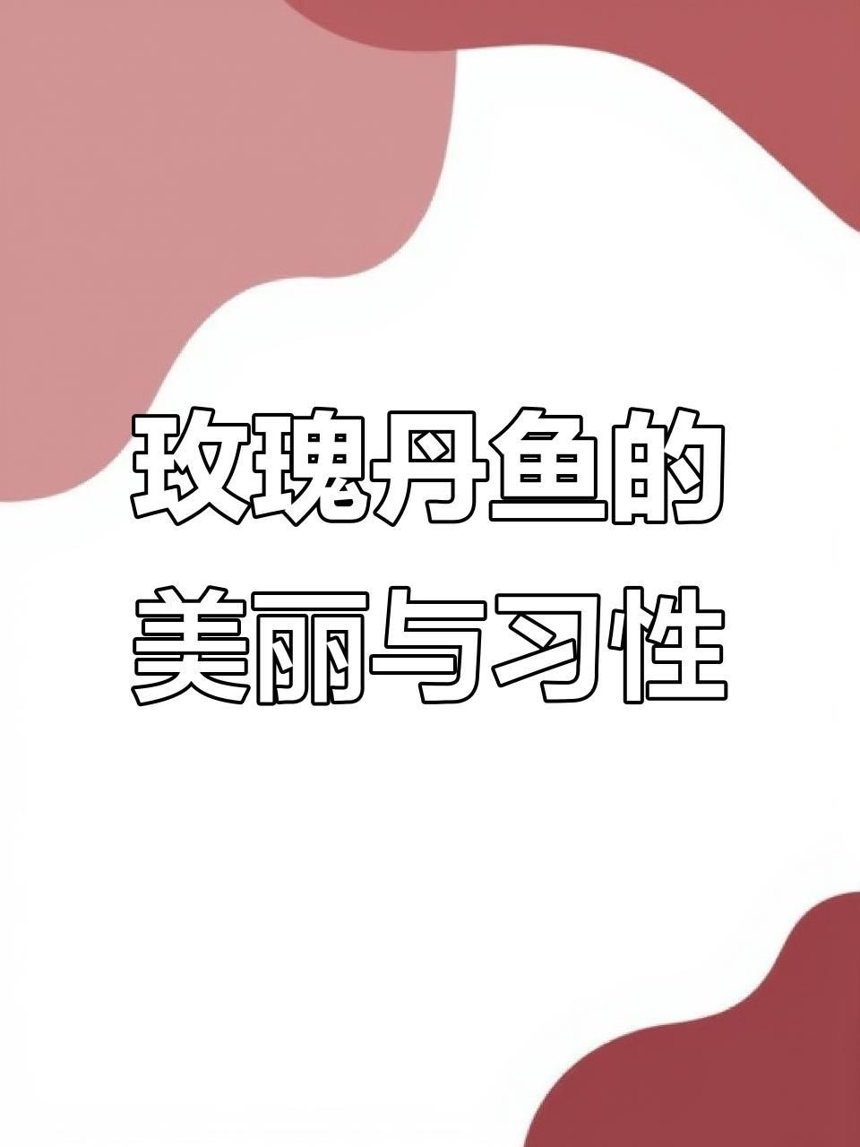 玫瑰丹魚和金線丹，170種原生觀賞魚之玫瑰丹魚 玫瑰丹魚和金線丹，170種原生觀賞魚之玫瑰丹魚 龍魚百科 第2張
