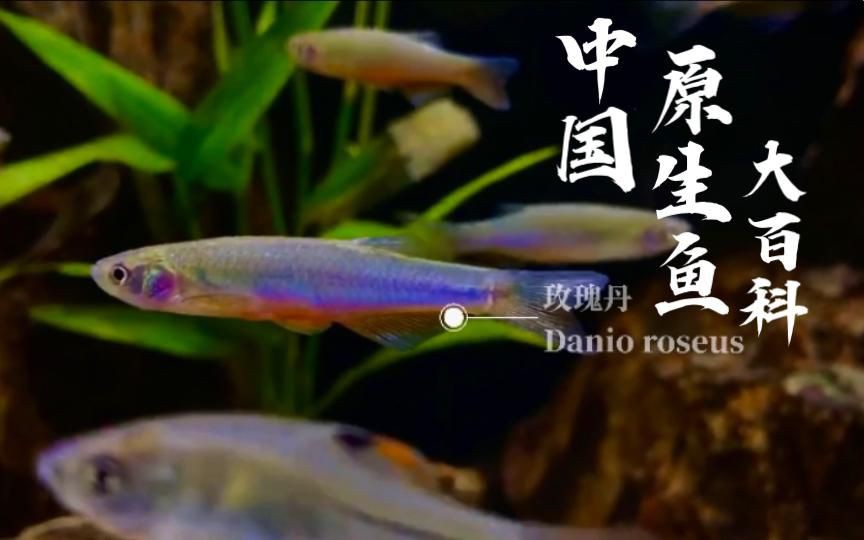 玫瑰丹魚和金線丹，170種原生觀賞魚之玫瑰丹魚 玫瑰丹魚和金線丹，170種原生觀賞魚之玫瑰丹魚 龍魚百科 第1張
