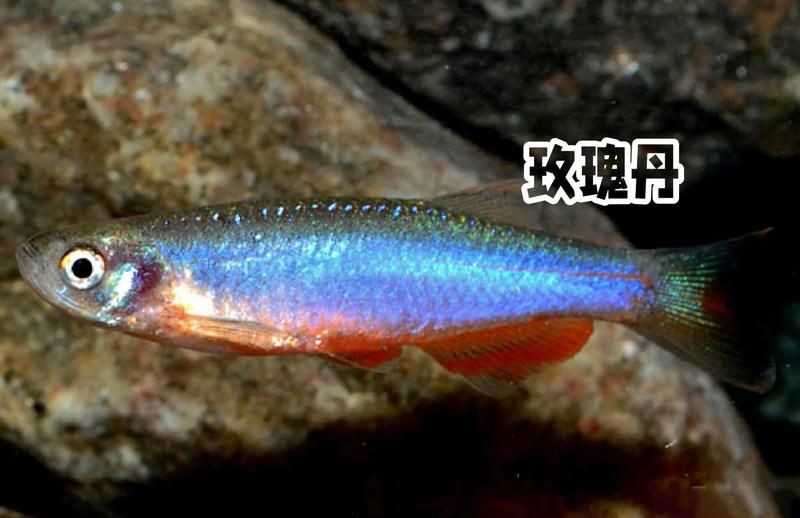 玫瑰丹魚和金線丹，170種原生觀賞魚之玫瑰丹魚 玫瑰丹魚和金線丹，170種原生觀賞魚之玫瑰丹魚 龍魚百科 第7張