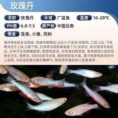 玫瑰丹魚和金線丹，170種原生觀賞魚之玫瑰丹魚 玫瑰丹魚和金線丹，170種原生觀賞魚之玫瑰丹魚 龍魚百科 第13張