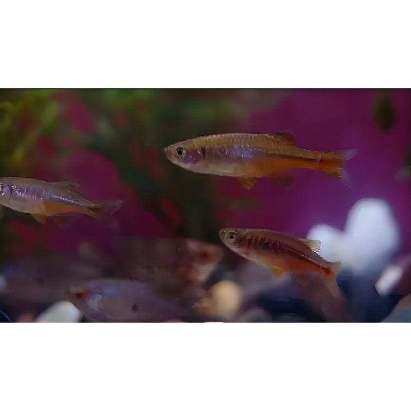 玫瑰丹魚和金線丹，170種原生觀賞魚之玫瑰丹魚 玫瑰丹魚和金線丹，170種原生觀賞魚之玫瑰丹魚 龍魚百科 第10張