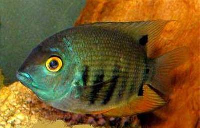 銀龍魚能養多長時間(銀龍魚多大好養活) 銀龍魚能養多長時間(銀龍魚多大好養活) 銀龍魚百科 第2張