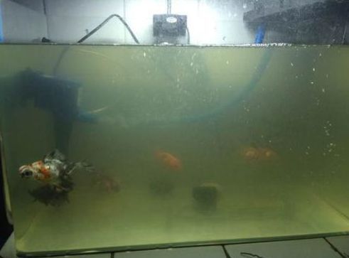普通玻璃做魚缸水看著很綠(玻璃魚缸水發綠怎么處理)