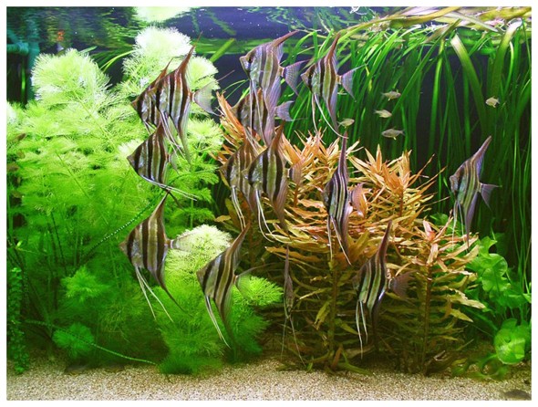 紅龍魚有哪些品種的