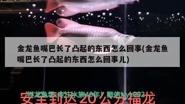 魚缸上門修魚缸的注意事項