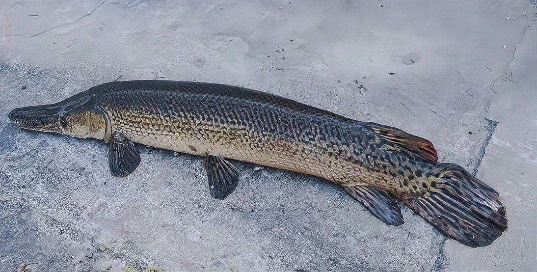 賣魚苗最大平臺鱷雀鱔，電商平臺曾一度成為鱷雀鱔魚苗主要銷售渠道