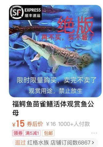賣(mài)魚(yú)苗最大平臺(tái)鱷雀鱔，電商平臺(tái)曾一度成為鱷雀鱔魚(yú)苗主要銷(xiāo)售渠道