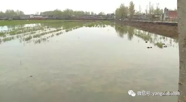 紅龍魚的養(yǎng)殖方法和技巧：養(yǎng)殖紅龍魚的方法和技巧 紅龍魚的養(yǎng)殖方法和技巧：養(yǎng)殖紅龍魚的方法和技巧 紅龍魚百科 第1張