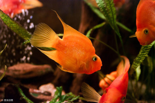養紅龍魚多大缸合適：養紅龍魚需要合適的魚缸尺寸以確保它們有足夠的空間和生長