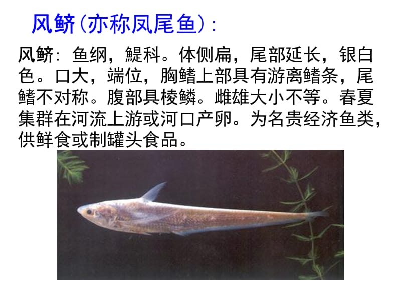 養(yǎng)紅龍魚多大缸合適：養(yǎng)紅龍魚需要合適的魚缸尺寸以確保它們有足夠的空間和生長
