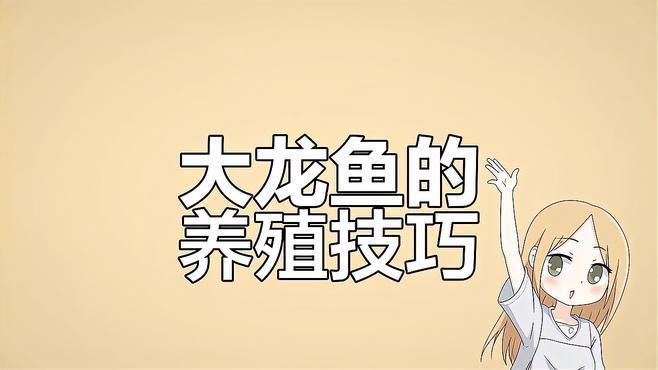 大紅龍魚如何飼養(yǎng)？，《大紅龍魚如何飼養(yǎng)》紅龍魚的正確飼養(yǎng)技巧大揭秘