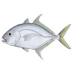 孟加拉灣十大必吃魚，今天吃什么孟加拉灣