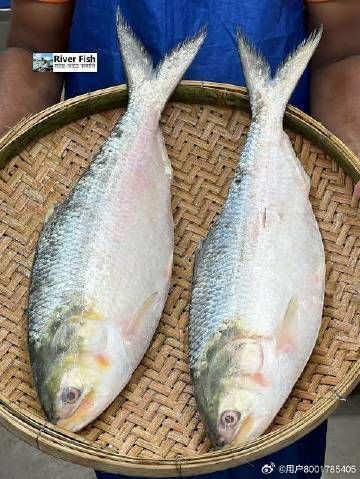 孟加拉灣十大必吃魚，今天吃什么孟加拉灣