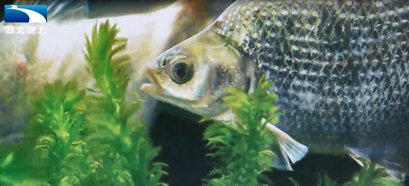 武昌龍魚店，武昌龍魚店哪家口碑最好