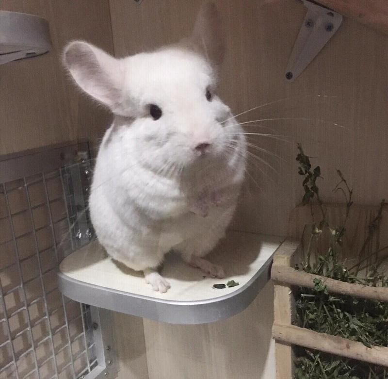 龍貓每天需要多少運動時間？