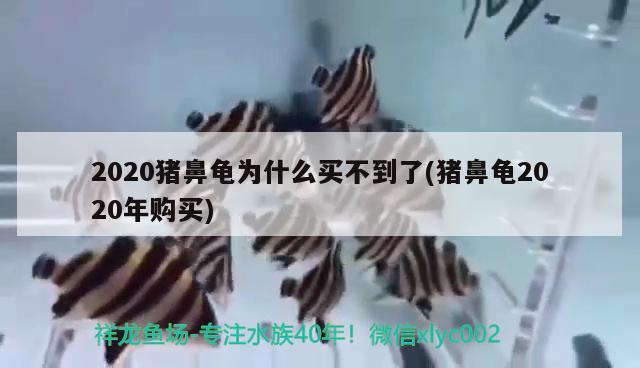 2020豬鼻龜為什么買不到了(豬鼻龜2020年購買)