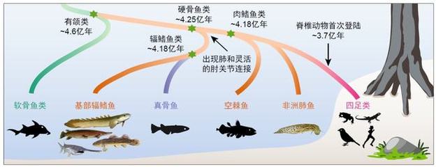 銀龍魚9種疾病(銀龍魚都有哪些疾病) 銀龍魚9種疾病(銀龍魚都有哪些疾病) 銀龍魚百科 第1張