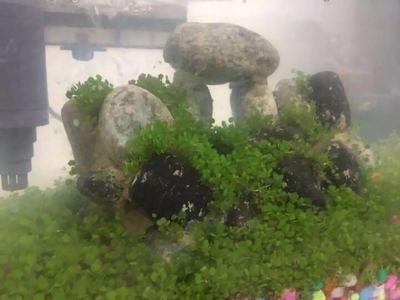 銀龍魚吃瘦肉嗎(銀龍魚吃瘦肉嗎怎么喂)