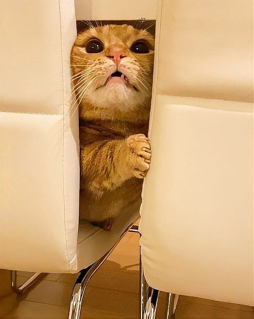 貓貓圖片，《貓貓圖片》在當(dāng)今數(shù)字化的時(shí)代，“貓貓圖片”已然成為一種文化 貓貓圖片，《貓貓圖片》在當(dāng)今數(shù)字化的時(shí)代，“貓貓圖片”已然成為一種文化 龍魚(yú)百科 第29張