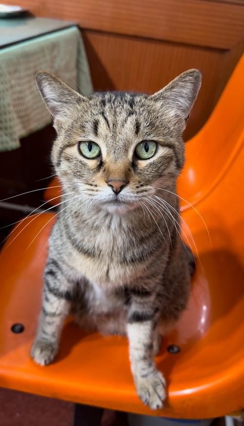 貓貓圖片，《貓貓圖片》在當(dāng)今數(shù)字化的時(shí)代，“貓貓圖片”已然成為一種文化 貓貓圖片，《貓貓圖片》在當(dāng)今數(shù)字化的時(shí)代，“貓貓圖片”已然成為一種文化 龍魚(yú)百科 第1張