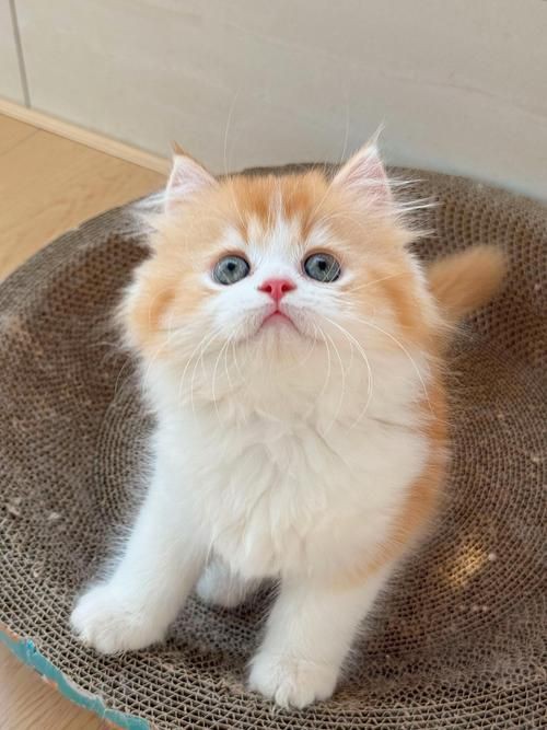 貓貓圖片，《貓貓圖片》在當(dāng)今數(shù)字化的時(shí)代，“貓貓圖片”已然成為一種文化 貓貓圖片，《貓貓圖片》在當(dāng)今數(shù)字化的時(shí)代，“貓貓圖片”已然成為一種文化 龍魚(yú)百科 第4張