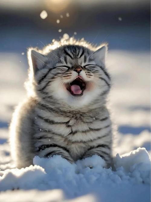 貓貓圖片，《貓貓圖片》在當(dāng)今數(shù)字化的時(shí)代，“貓貓圖片”已然成為一種文化 貓貓圖片，《貓貓圖片》在當(dāng)今數(shù)字化的時(shí)代，“貓貓圖片”已然成為一種文化 龍魚(yú)百科 第20張