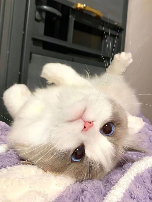 貓貓圖片，《貓貓圖片》在當(dāng)今數(shù)字化的時(shí)代，“貓貓圖片”已然成為一種文化 貓貓圖片，《貓貓圖片》在當(dāng)今數(shù)字化的時(shí)代，“貓貓圖片”已然成為一種文化 龍魚(yú)百科 第10張