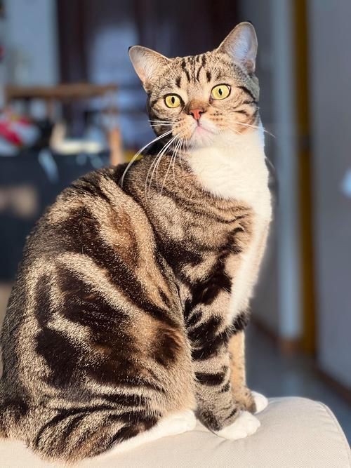 貓貓圖片，《貓貓圖片》在當(dāng)今數(shù)字化的時(shí)代，“貓貓圖片”已然成為一種文化 貓貓圖片，《貓貓圖片》在當(dāng)今數(shù)字化的時(shí)代，“貓貓圖片”已然成為一種文化 龍魚(yú)百科 第26張