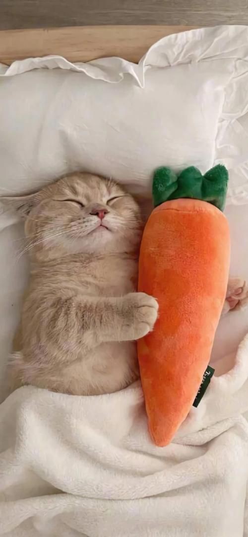 貓貓圖片，《貓貓圖片》在當(dāng)今數(shù)字化的時(shí)代，“貓貓圖片”已然成為一種文化 貓貓圖片，《貓貓圖片》在當(dāng)今數(shù)字化的時(shí)代，“貓貓圖片”已然成為一種文化 龍魚(yú)百科 第13張