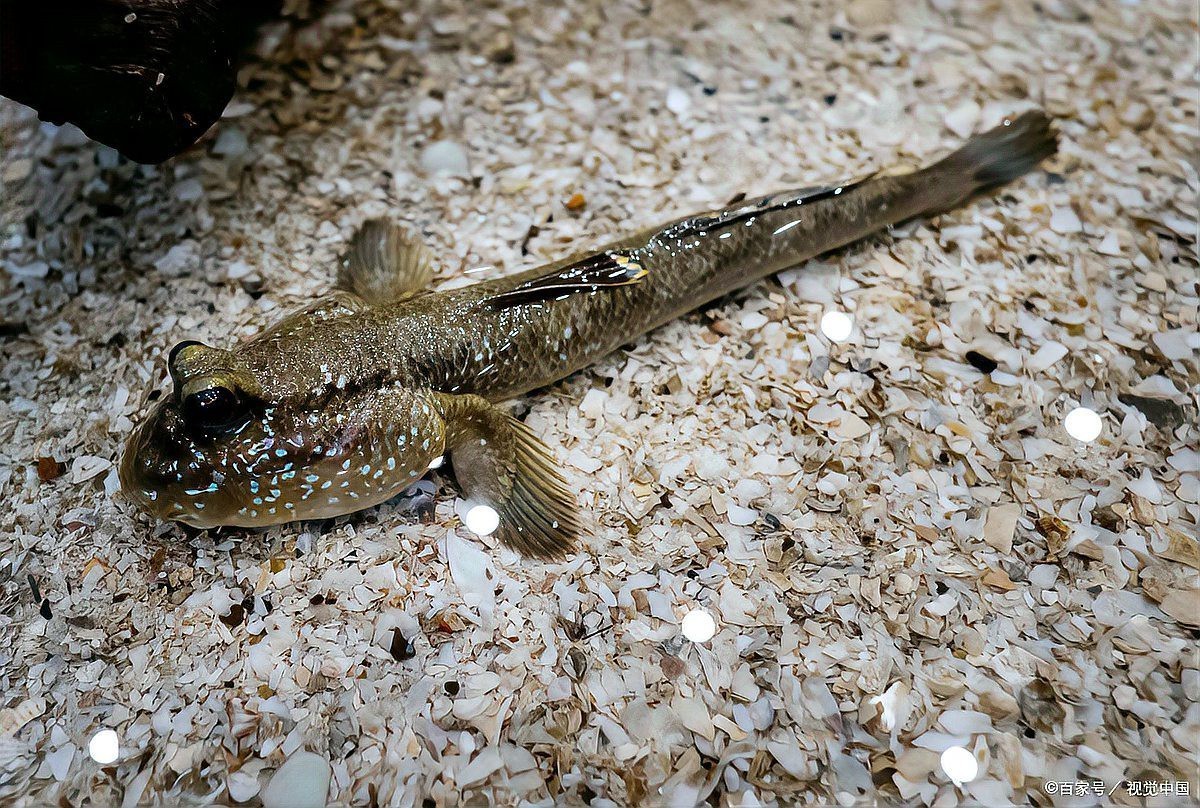 什么魚吃魚糞便最厲害，魚缸養殖之魚缸清潔