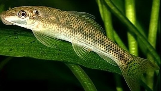 什么魚吃魚糞便最厲害，魚缸養殖之魚缸清潔