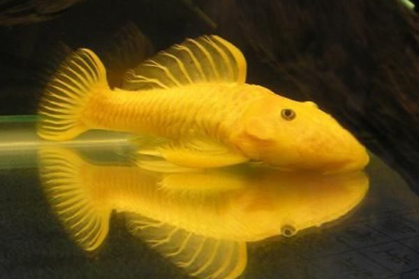 什么魚吃魚糞便最厲害，魚缸養殖之魚缸清潔