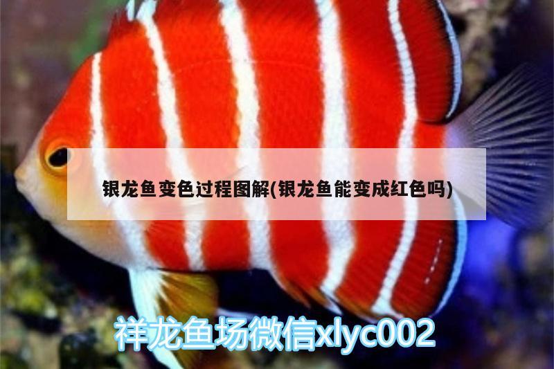 銀龍魚變色過程圖解(銀龍魚能變成紅色嗎) 銀龍魚變色過程圖解(銀龍魚能變成紅色嗎) 銀龍魚百科