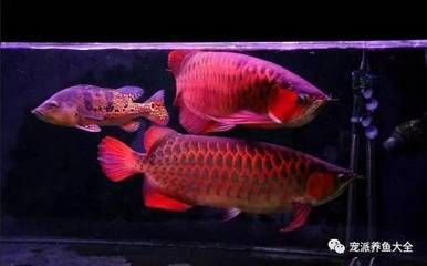 養龍魚喂的小魚算殺生嗎為什么會死，養龍魚算殺生嗎：養龍魚喂的小魚算殺生嗎 養龍魚喂的小魚算殺生嗎為什么會死，養龍魚算殺生嗎：養龍魚喂的小魚算殺生嗎 龍魚百科 第2張