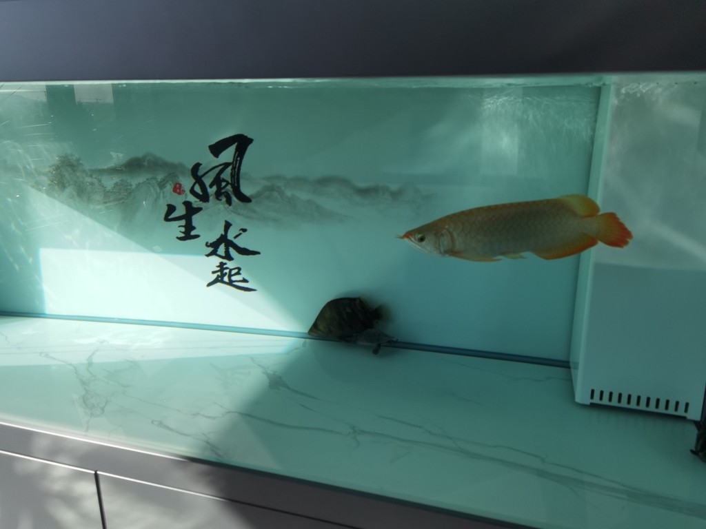 應該又胖了 應該又胖了 龍魚論壇 第2張