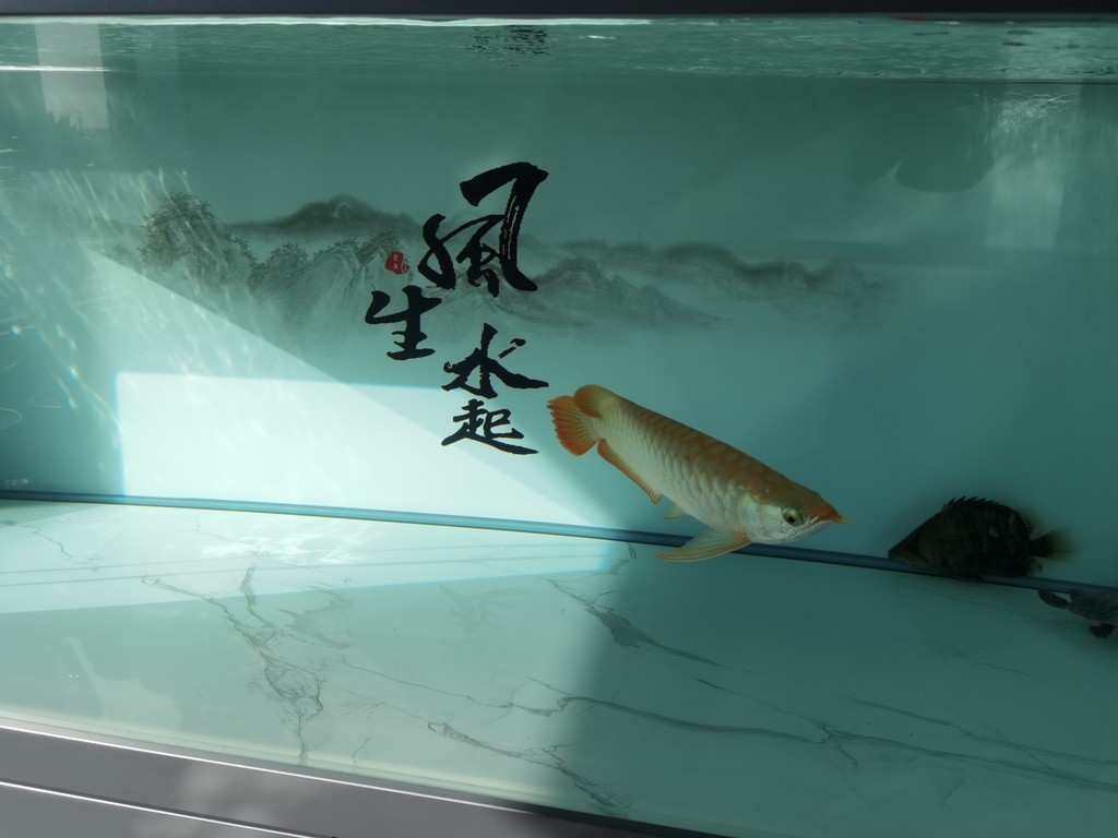 應該又胖了 應該又胖了 龍魚論壇 第1張