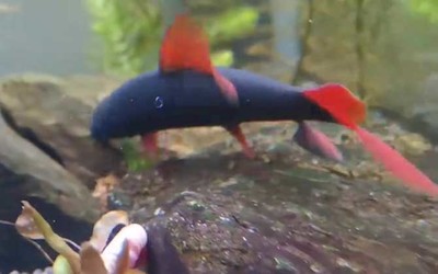 慈鯛魚缸造景石頭：如何選擇合適的慈鯛魚缸造景石頭 慈鯛魚缸造景石頭：如何選擇合適的慈鯛魚缸造景石頭 魚缸百科 第2張